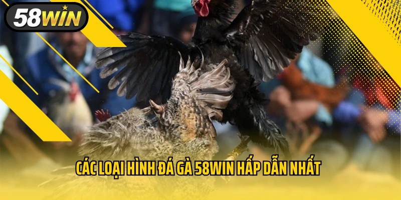 Các loại hình đá gà 58WIN hấp dẫn nhất