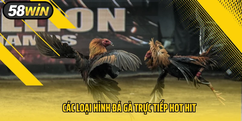 Các loại hình đá gà trực tiếp hot hit