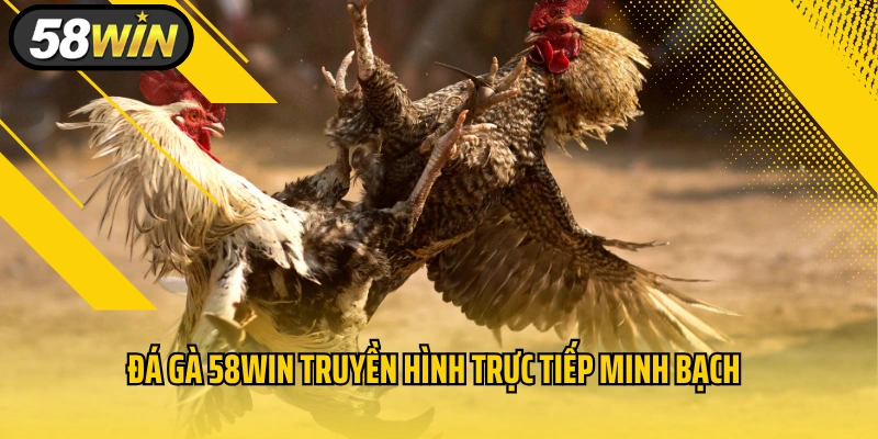 Đá gà 58WIN truyền hình trực tiếp minh bạch