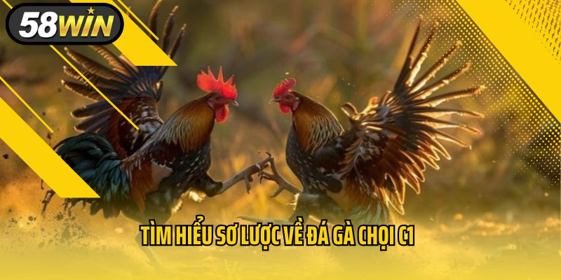 Tìm hiểu sơ lược về đá gà chọi C1